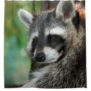 Racoon 001 shower curtain