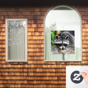 Racoon 003