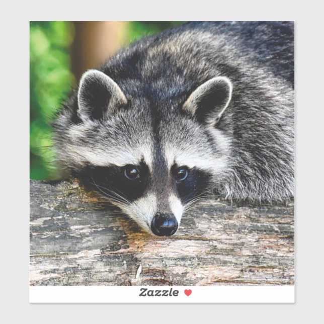 Racoon 003 (Sheet)