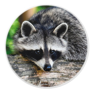 Racoon 003 ceramic knob
