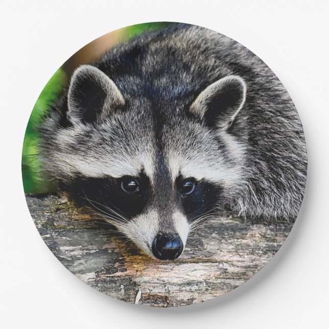 Racoon 003 paper plate (Front)