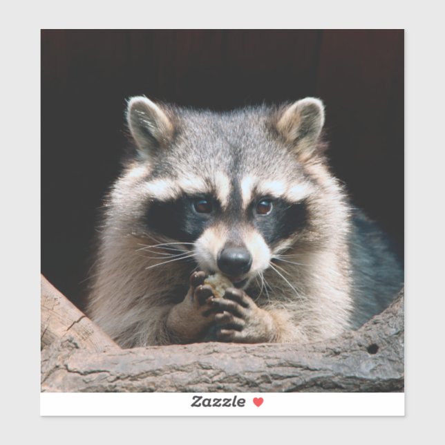 Racoon 004 (Sheet)