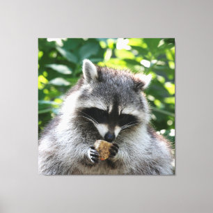 Racoon 004 canvas print