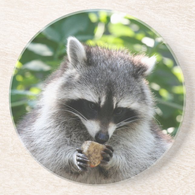 Racoon 004 coaster (Front)