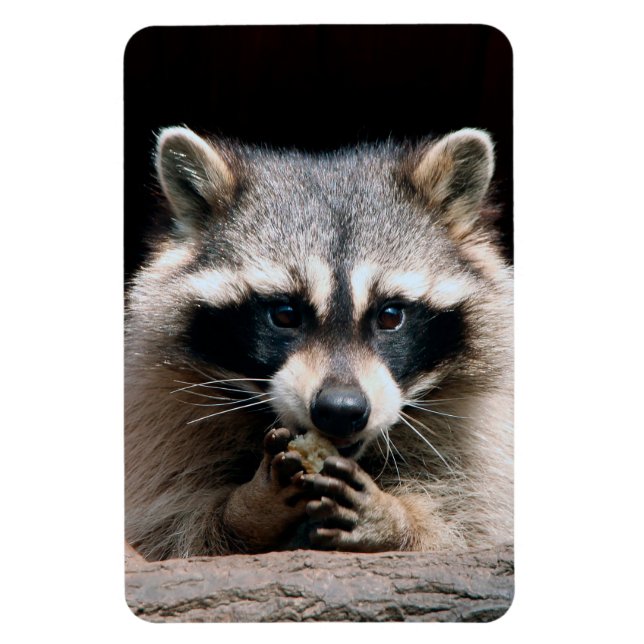 Racoon 004 magnet (Vertical)