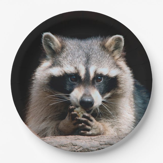 Racoon 004 paper plate (Front)