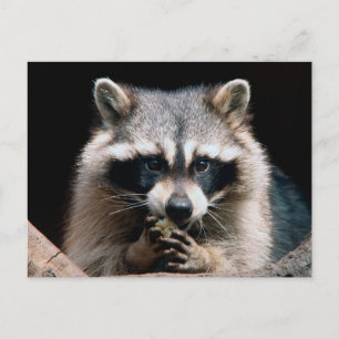 Racoon 004 postcard