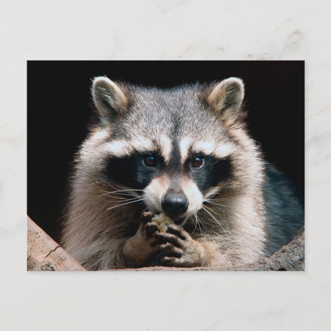 Racoon 004 postcard (Front)