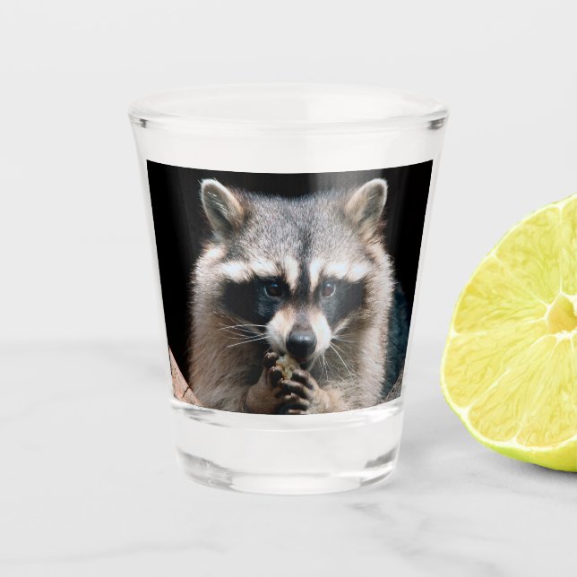 Racoon 004 shot glass (Front)