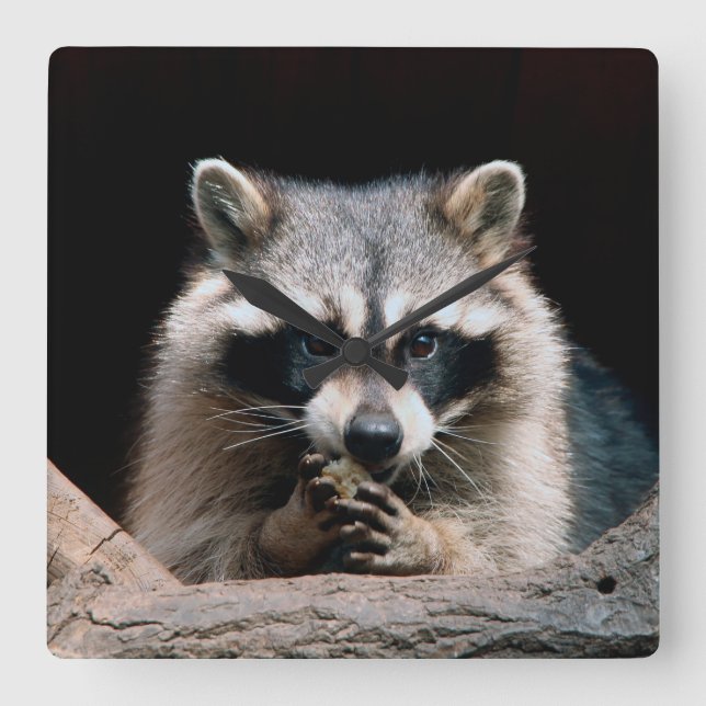 Racoon 004 square wall clock (Front)