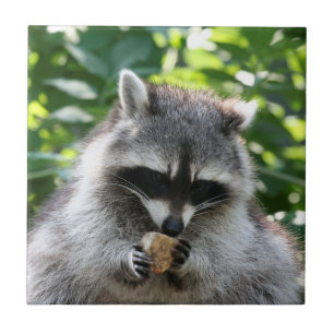 Racoon 004 tile