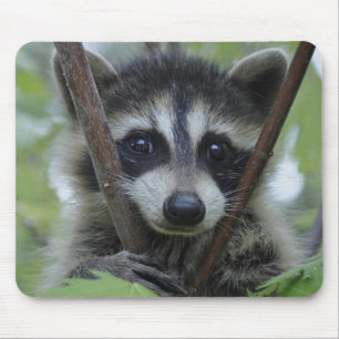 Racoon - #1005 mouse pad