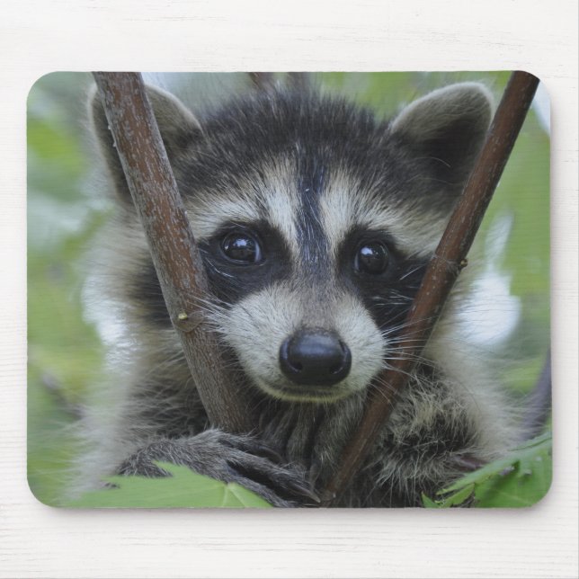 Racoon - #1005 mouse pad (Front)
