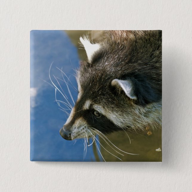 Racoon 15 Cm Square Badge (Front)