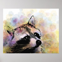 racoon 23