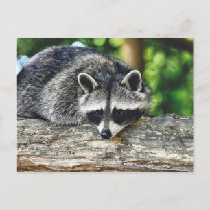 Racoon 2 Postcard