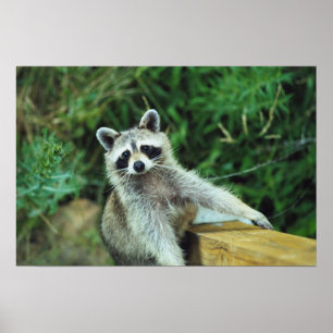 Racoon #2 poster