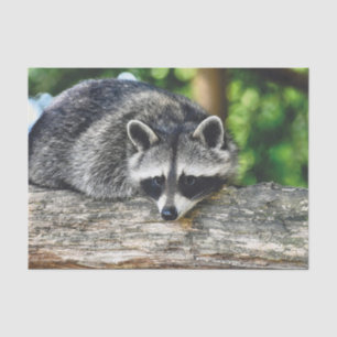 Racoon 2 Tissue Paper