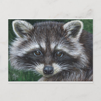 Racoon #3 postcard