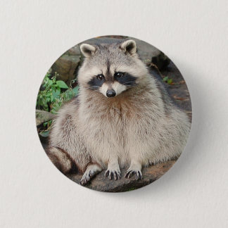 Racoon 6 Cm Round Badge