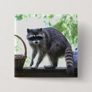 Racoon and Cookie Jar 15 Cm Square Badge