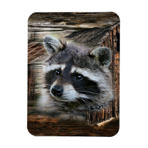 Racoon At The Old Barn Magnet