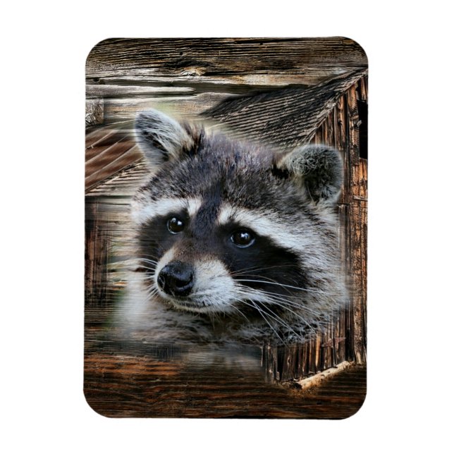 Racoon At The Old Barn Magnet (Vertical)