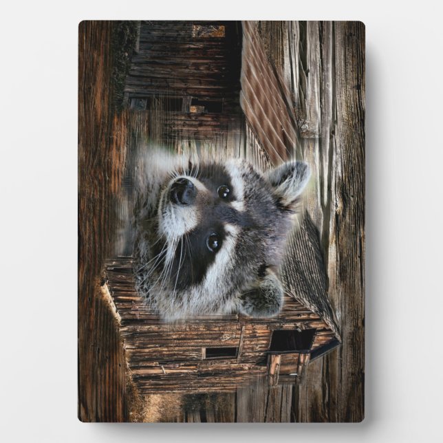 Racoon At The Old Barn Plaque (Front)