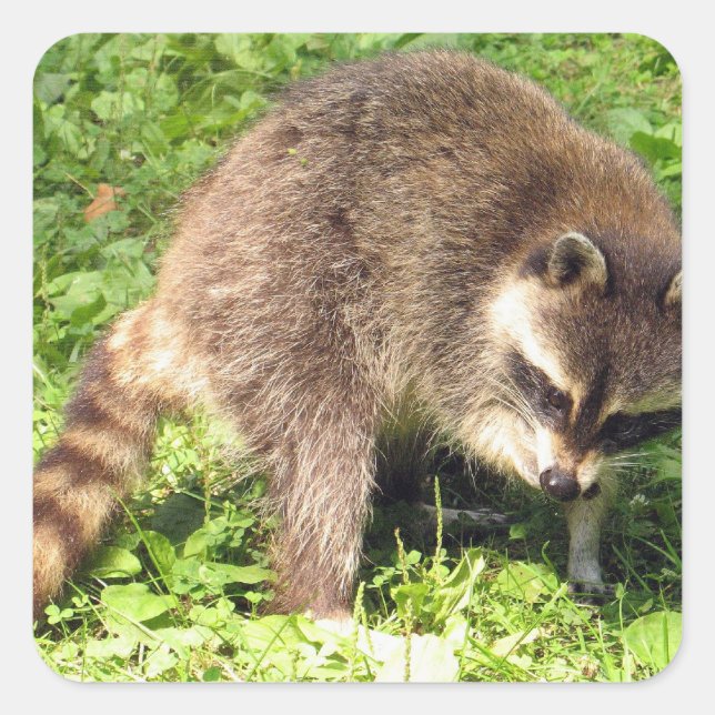 Racoon Bathing Stickers (Front)