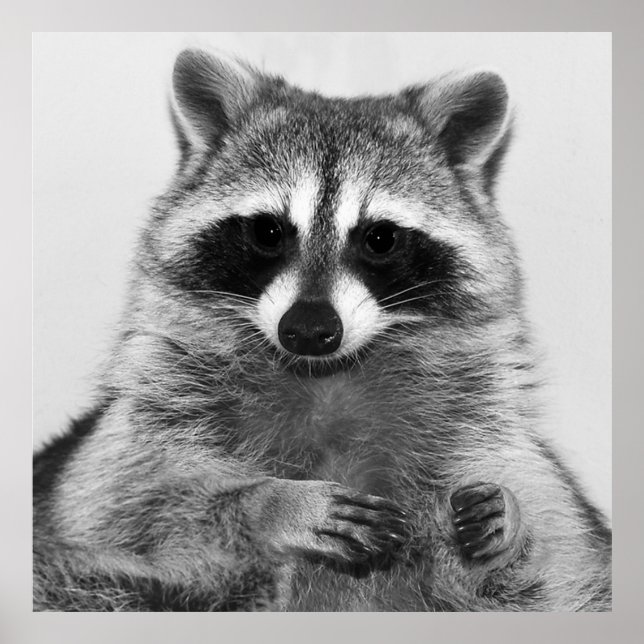 Racoon Black And White Portrait Poster (Front)