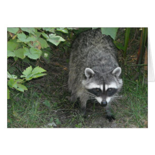 Racoon - Blank