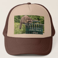 racoon, chillin like a villian