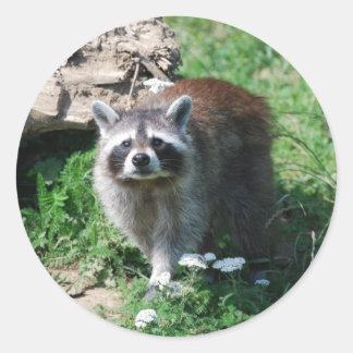 Racoon Classic Round Sticker