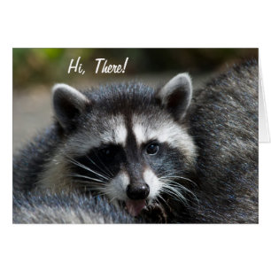 Racoon Close-Up Card