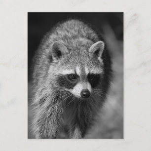 Racoon Close Up Portrait - Wildlife Photography Postcard