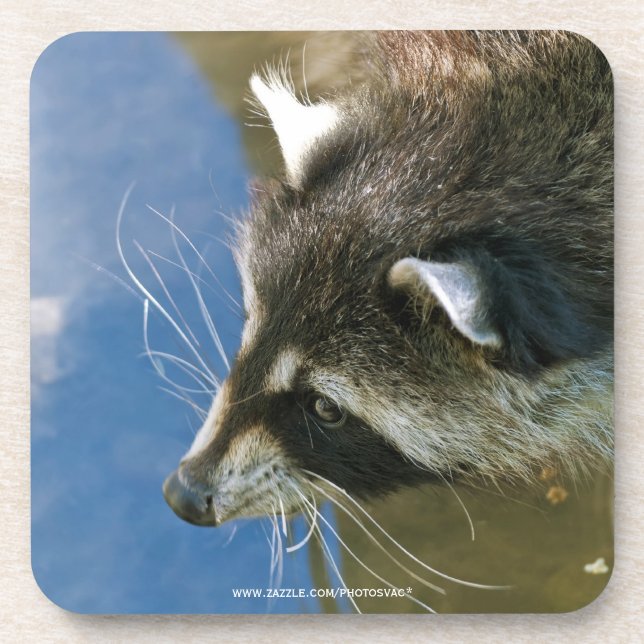 Racoon Coaster (Front)