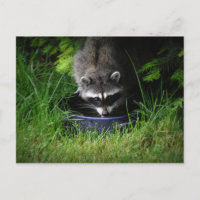 Racoon Drinking Postcard