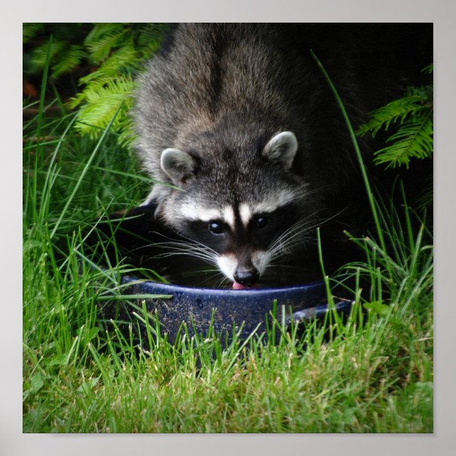 Racoon Drinking Print (Front)