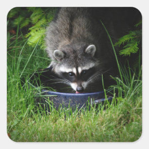 Racoon Drinking Sticker