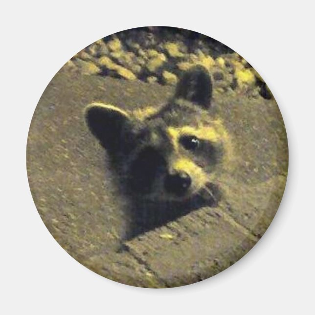 Racoon ~ Face of an Angel Magnet (Front)