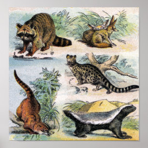 Racoon, Fennec Fox, Coati, Genets & Ratel Poster