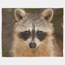 Racoon