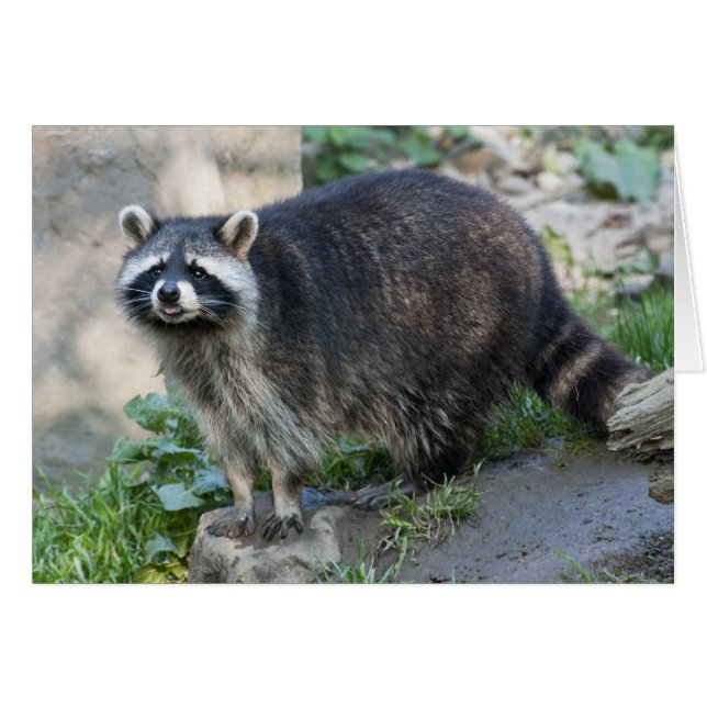 Racoon Greeting Card (Front Horizontal)