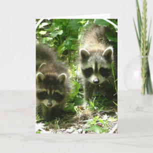 Racoon Habitat Greeting Card