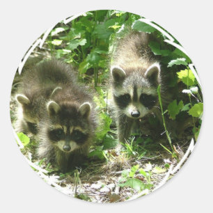 Racoon Habitat Stickers