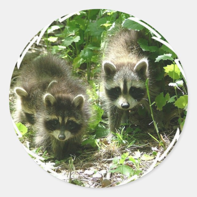 Racoon Habitat Stickers (Front)