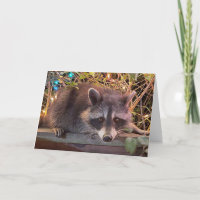 Racoon Happy Birthday Card for all