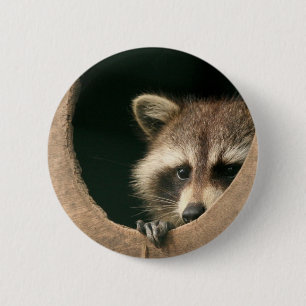 Racoon hide-and-seek 6 cm round badge