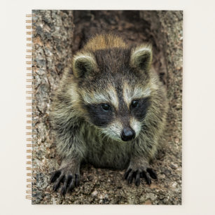 Racoon in a Tree Hollow Planner