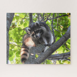 Racoon in a Tree Jigsaw Puzzle